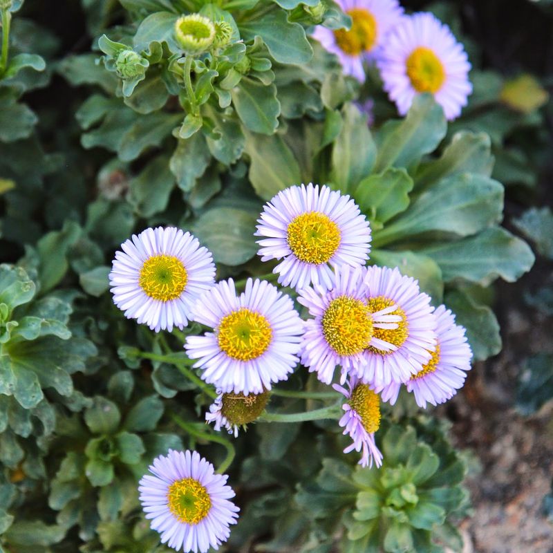 Seaside Daisy (Erigeron glaucus)