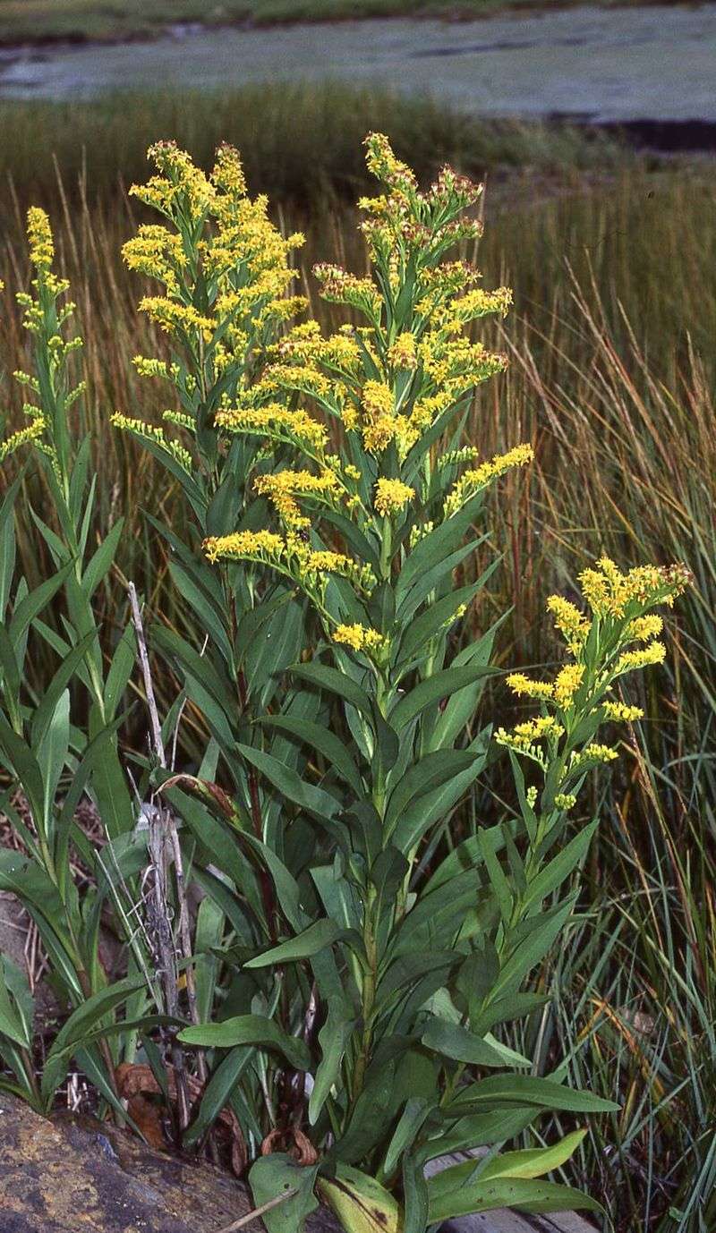 Seaside Goldenrod
