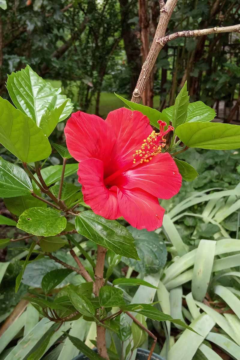 Seasonal care supports the plant but cannot guarantee blooms Seasonal care supports the plant but cannot guarantee blooms
