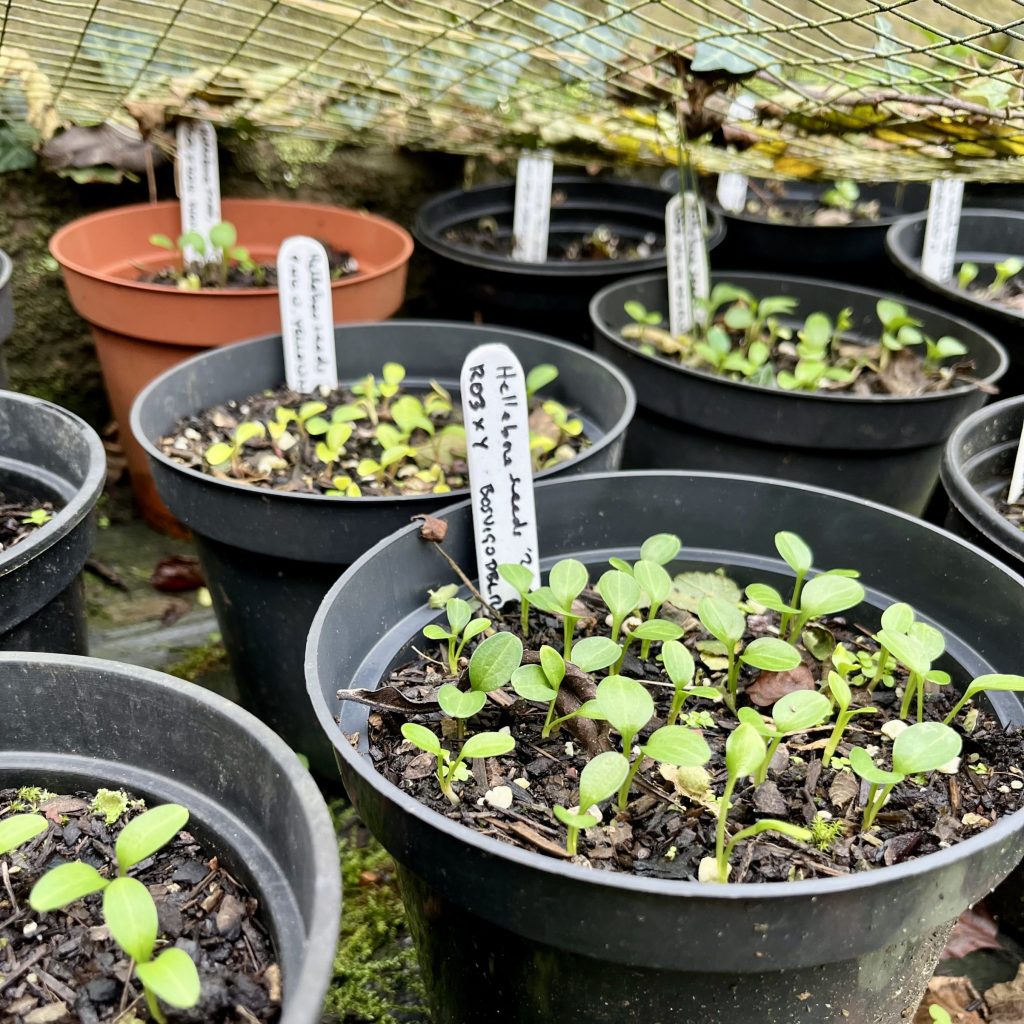 Seed-grown hellebores take patience