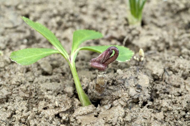 Seed-grown hybrids may take two years to bloom Seed-grown hybrids may take two years to bloom