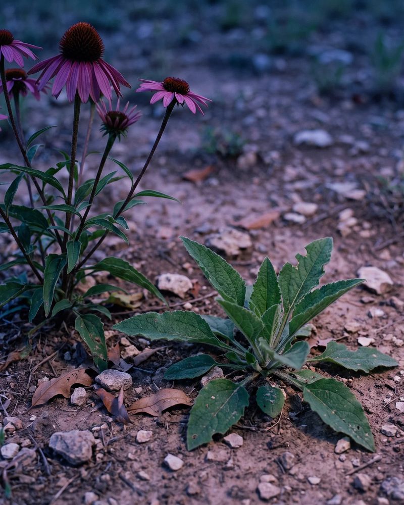 Seed-grown plants take time and may differ from the parent