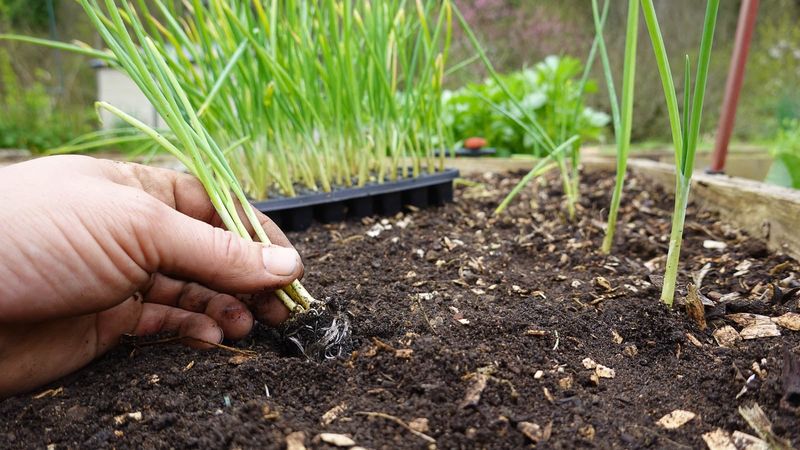 Seeds, Sets, and Transplants Call for Different Plans