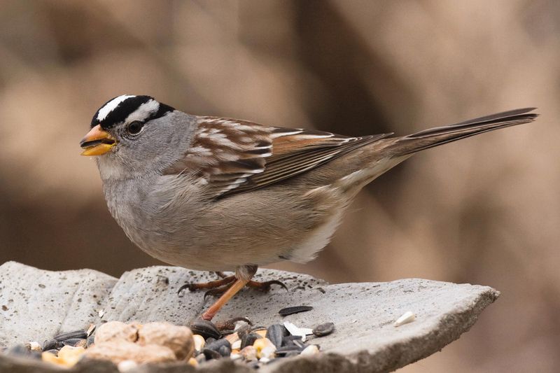 Seeds are the clearest fall-and-winter yard payoff