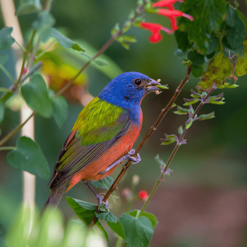 Seeds give some standing plants wildlife value Seeds give some standing plants wildlife value