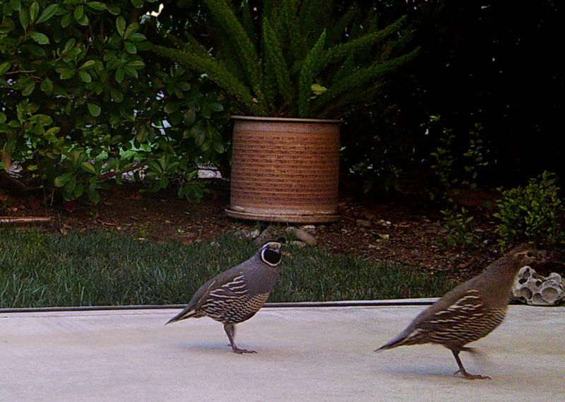 Seeing two quail does not establish a pair Seeing two quail does not establish a pair