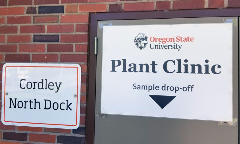 Seek local help if the plant is declining Seek local help if the plant is declining