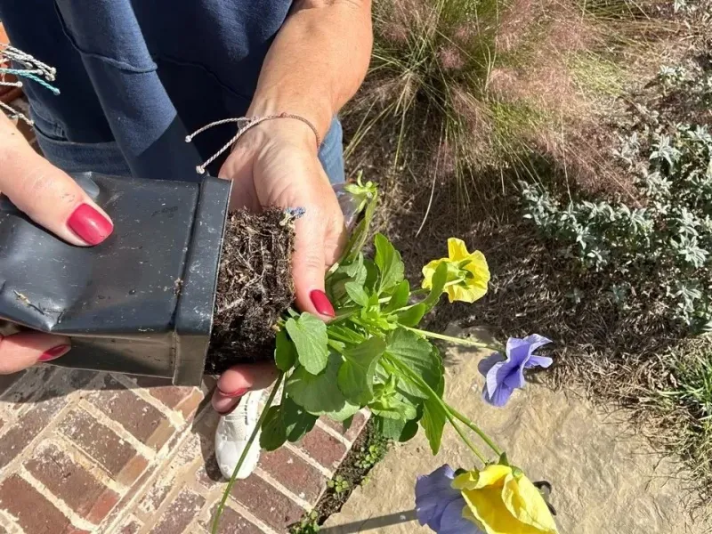 Select pansies with healthy, developed roots