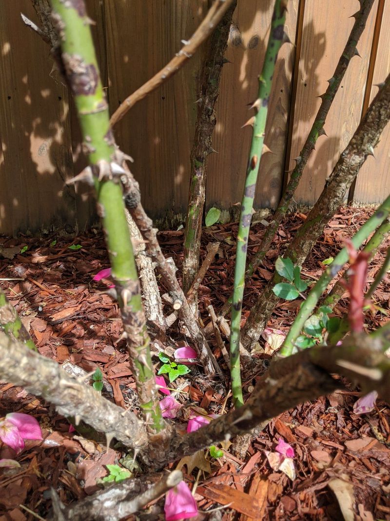 Separate cane cleanup from routine pruning