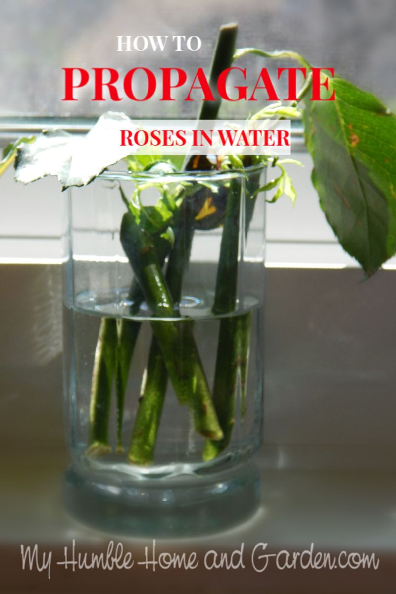Separate root development from garden readiness