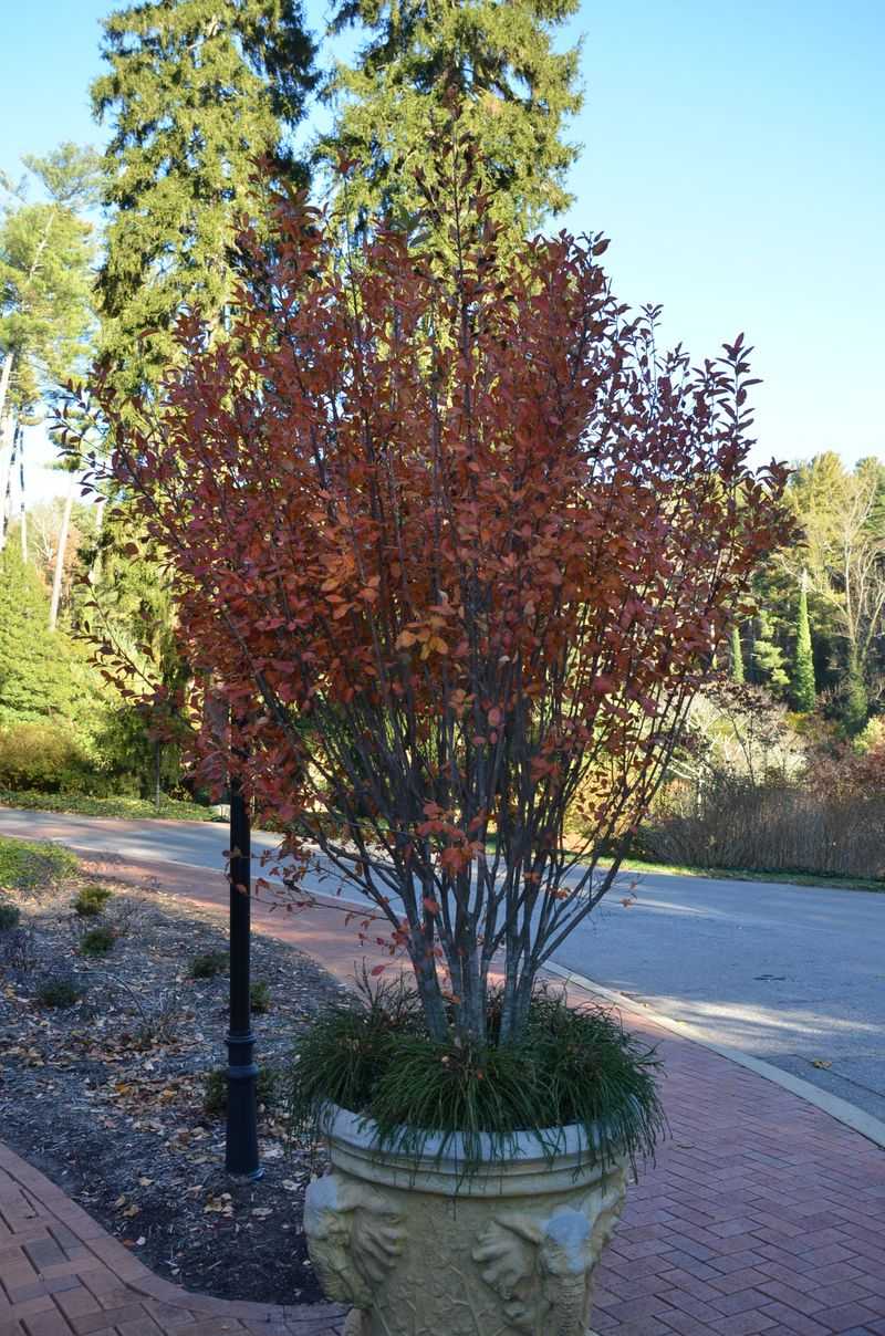 Serviceberry
