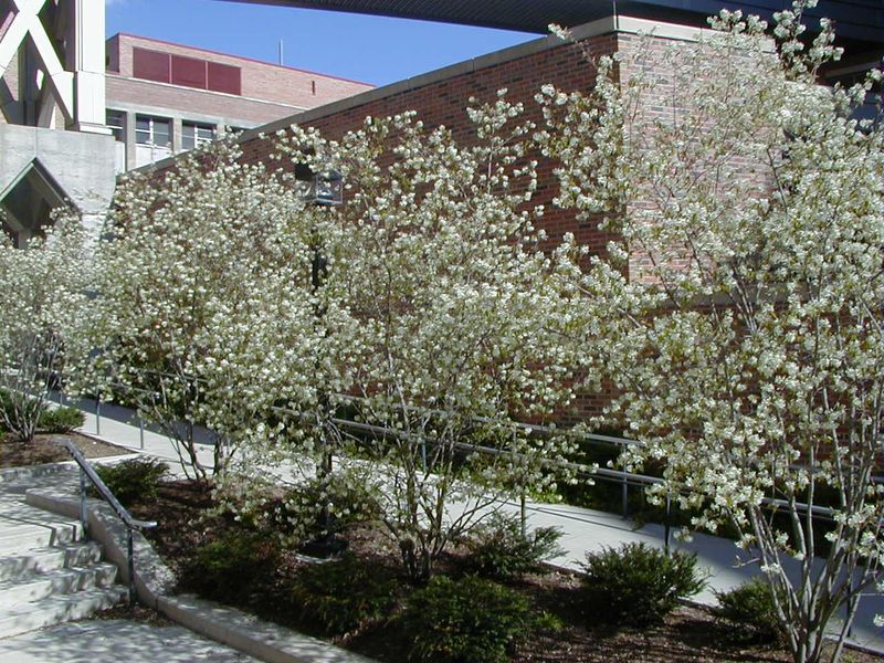 Serviceberry