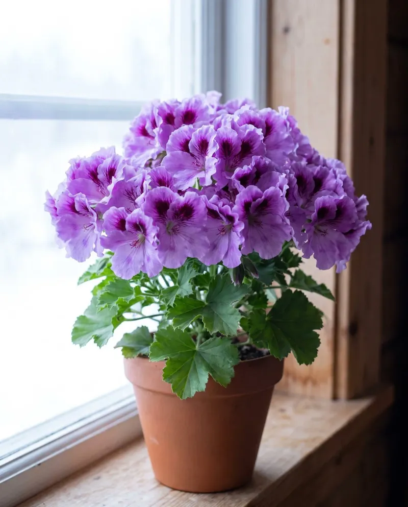 Set Realistic Expectations for Spring Blooms Set Realistic Expectations for Spring Blooms