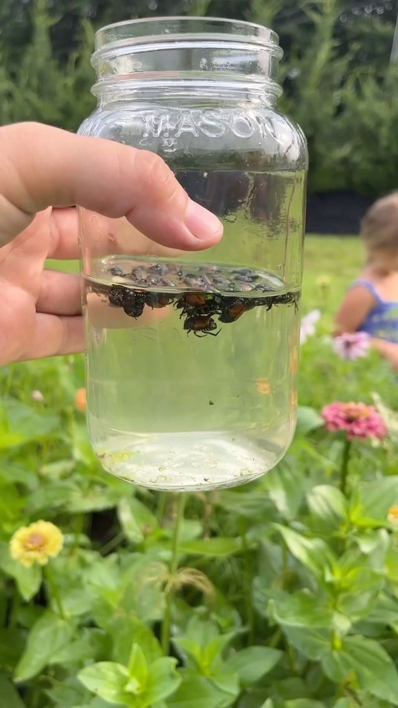 Set a Simple Soapy Water Trap Set a Simple Soapy Water Trap