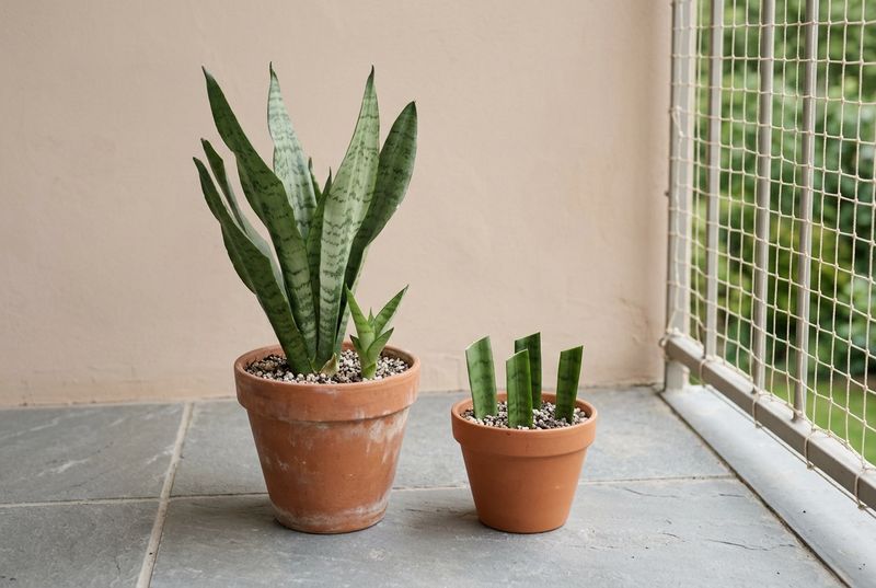 Set divisions up in draining pots