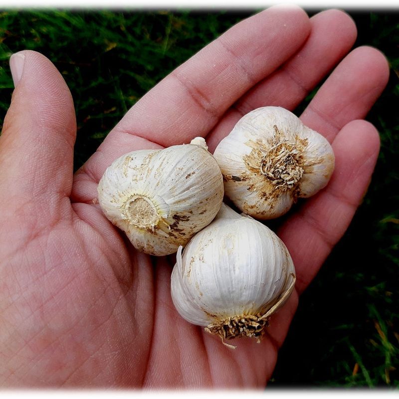 Set realistic expectations for bulb size Set realistic expectations for bulb size