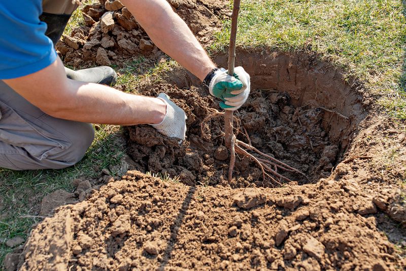 Set the root collar at grade