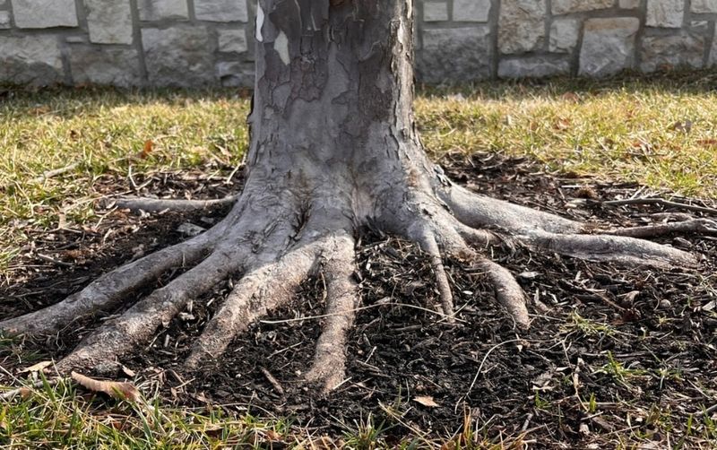 Set the root flare at or just above grade