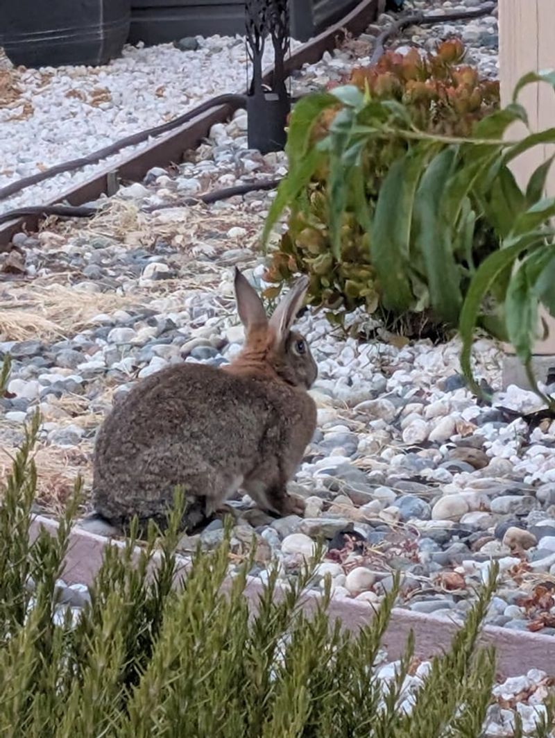 Several clues suggest yard use, not a rabbit moving in