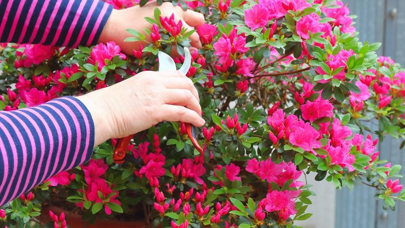 Several factors can contribute to sparse flowering