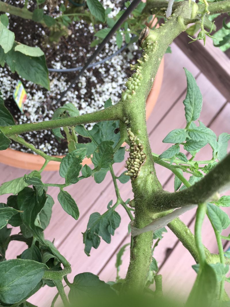 Several factors can influence warty stem growth Several factors can influence warty stem growth
