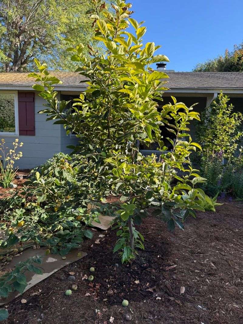 Several growing conditions can contribute to fruit loss