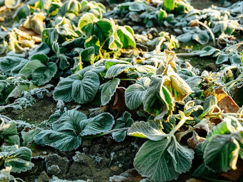 Severe cold can threaten a later crop, but bud loss is not inevitable