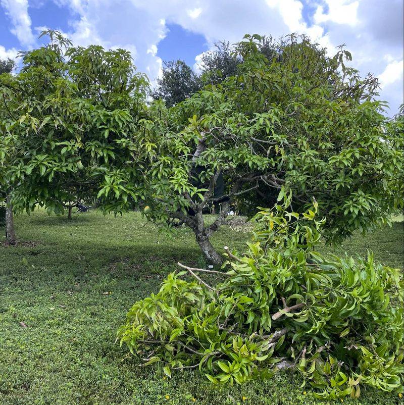 Severe pruning can reduce production for more than one season Severe pruning can reduce production for more than one season