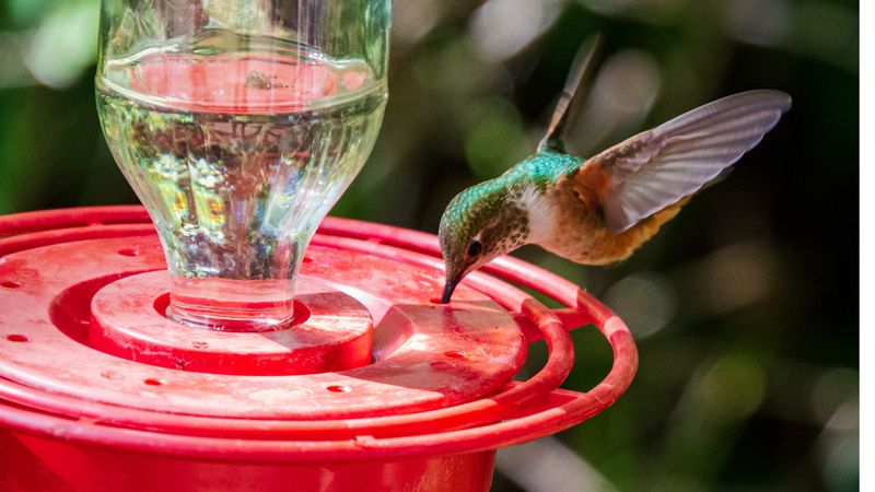 Shade may preserve nectar, but it may not increase visits