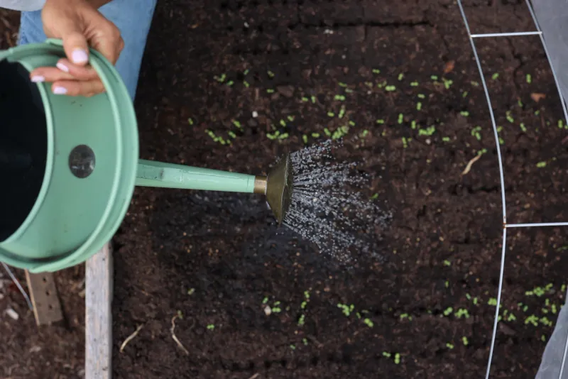 Shallow sowing and steady moisture help seedlings establish