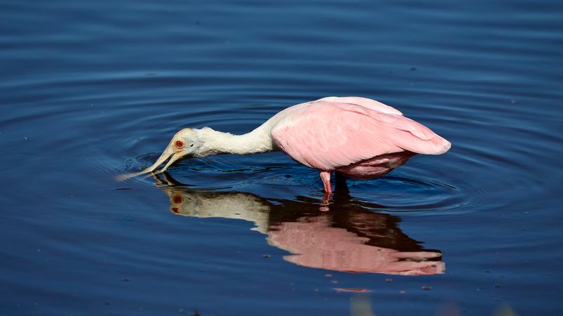 Shallow water makes prey easier to reach