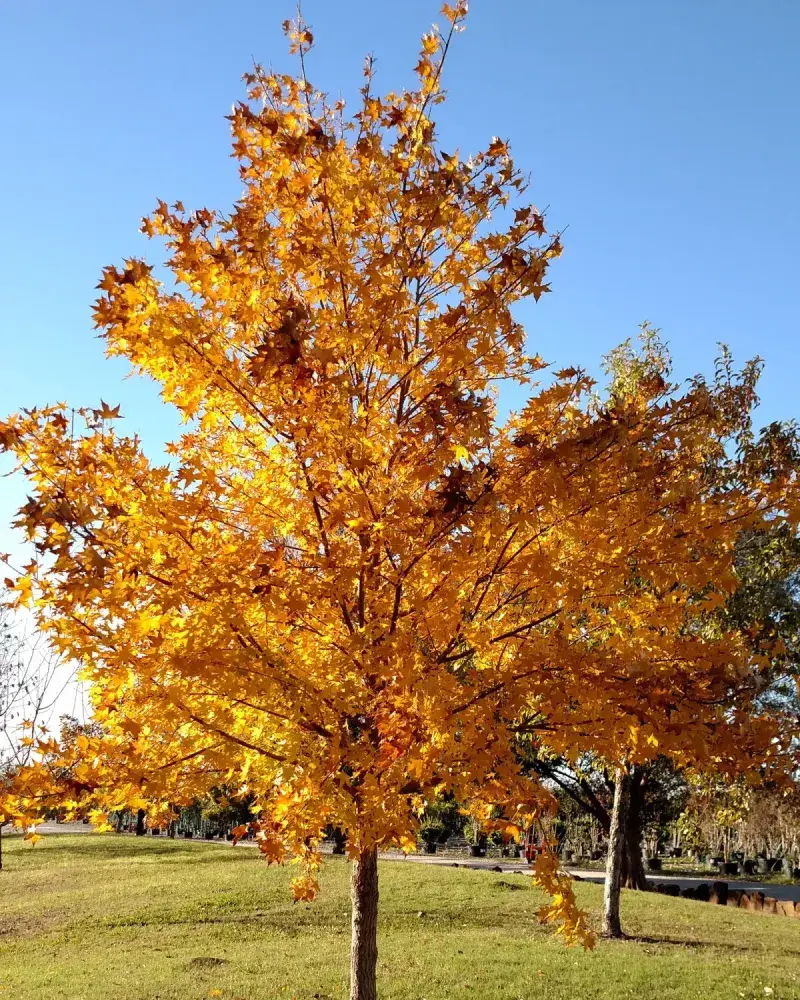 Shantung Maple