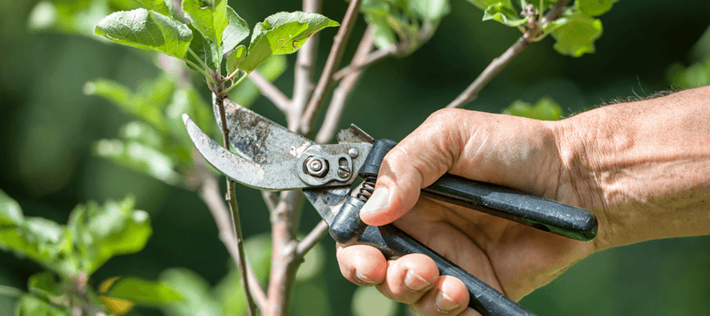 Shape the plant without stripping away all its old growth Shape the plant without stripping away all its old growth