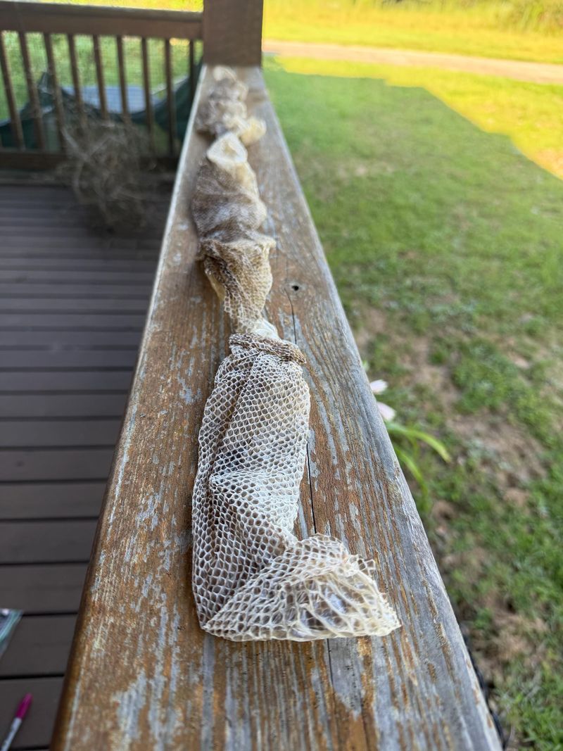Shed skins tucked into mulch or shrubs