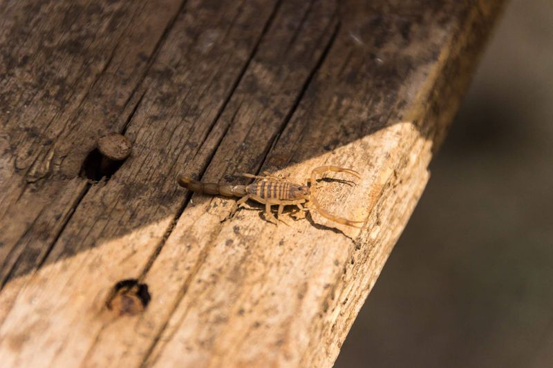 Shelter and prey can bring scorpions close to a home Shelter and prey can bring scorpions close to a home