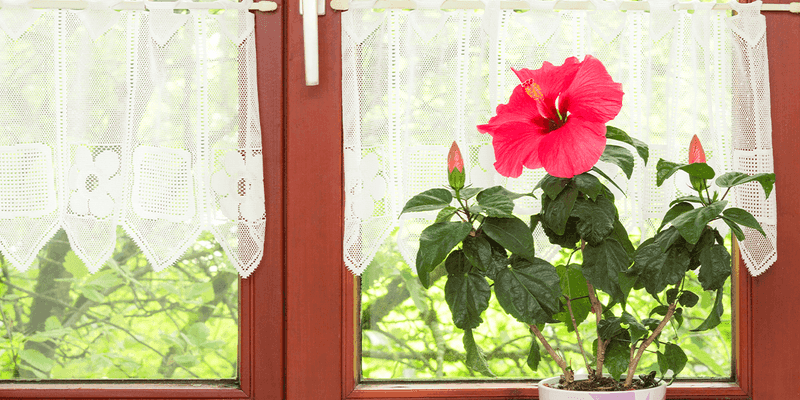 Shift potted hibiscus to winter care