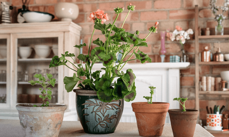 Short on room or light? Take a cutting
