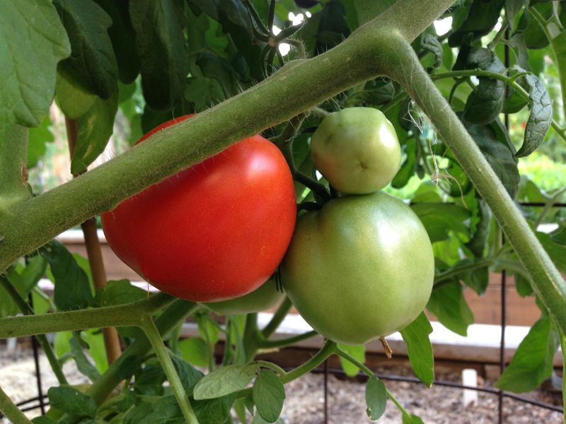 Should you uncover the fruit?