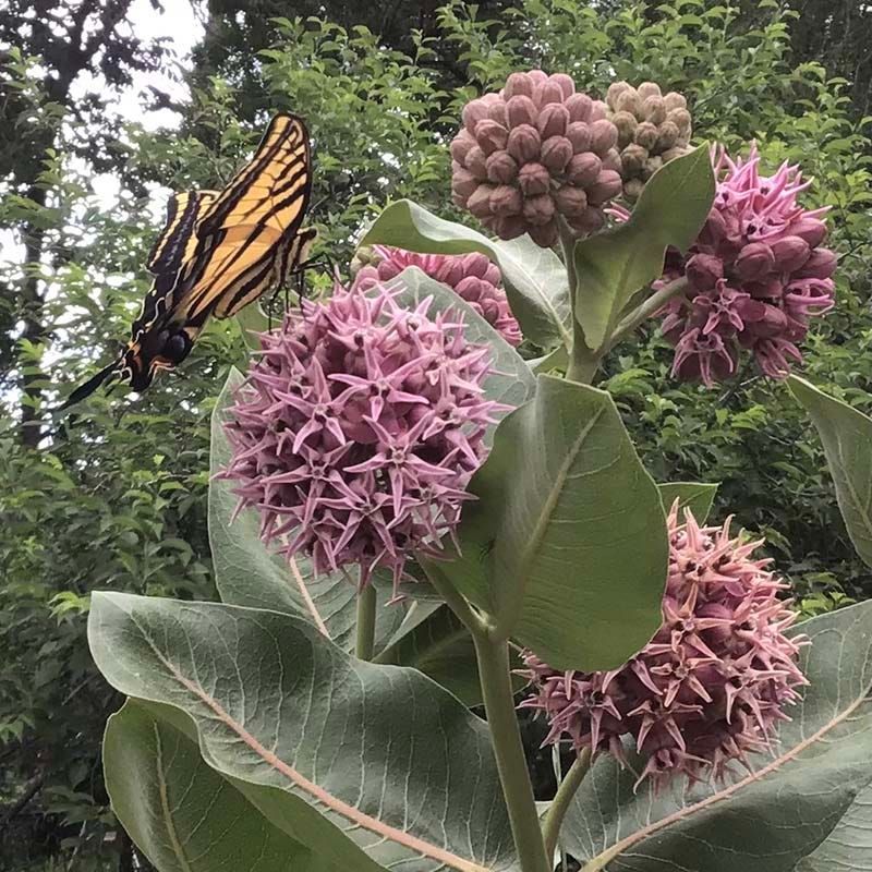 Showy Milkweed (Asclepias speciosa) Showy Milkweed (Asclepias speciosa)