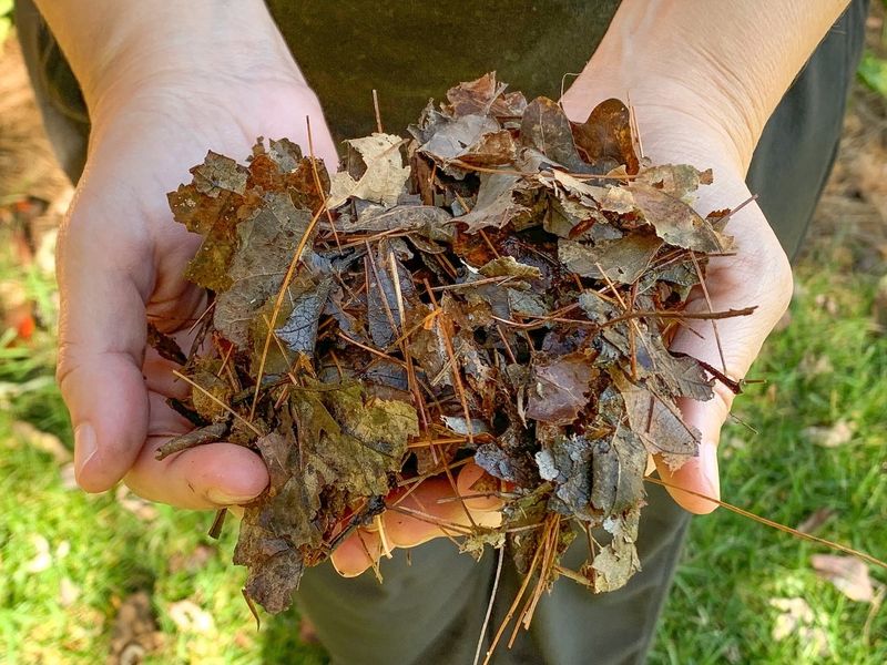 Shredded Leaves