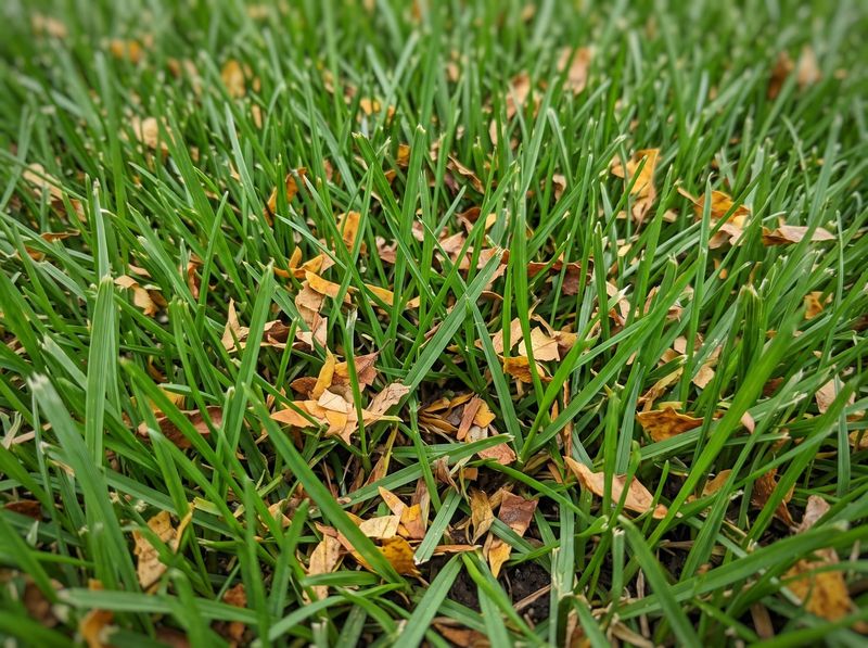 Shredded leaves return organic matter and nutrients