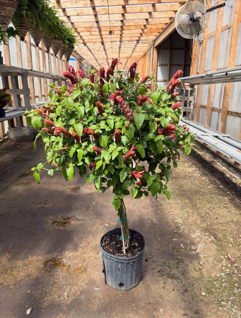 Shrimp Plant (Justicia brandegeeana) Shrimp Plant (Justicia brandegeeana)
