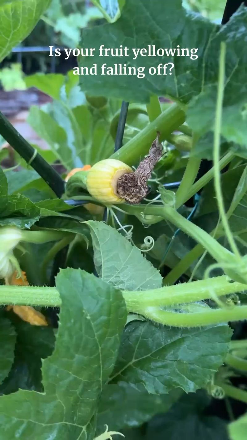 Shriveling baby squash can point to poor pollination Shriveling baby squash can point to poor pollination
