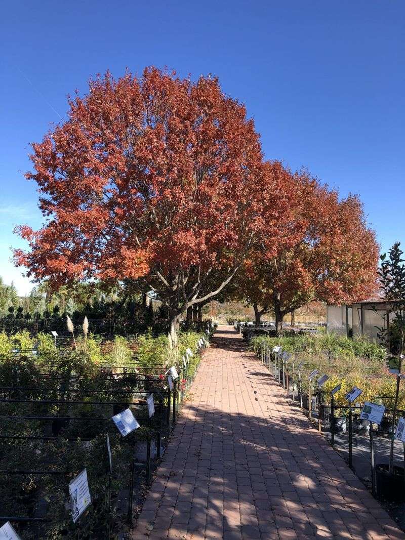 Shumard Red Oak