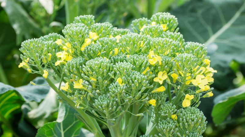 Side shoots are possible, but a flowering plant is uncertain