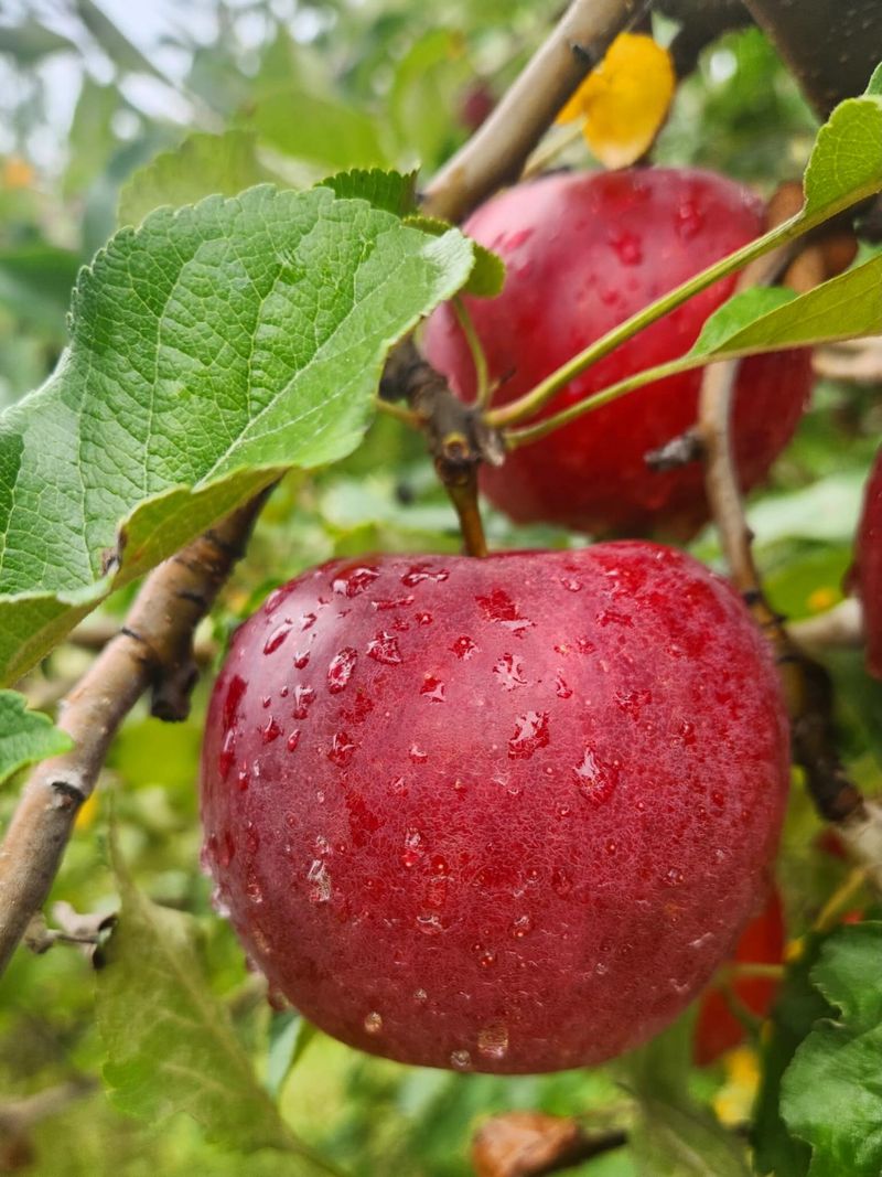 Sierra Foothill Apple Country Nurseries
