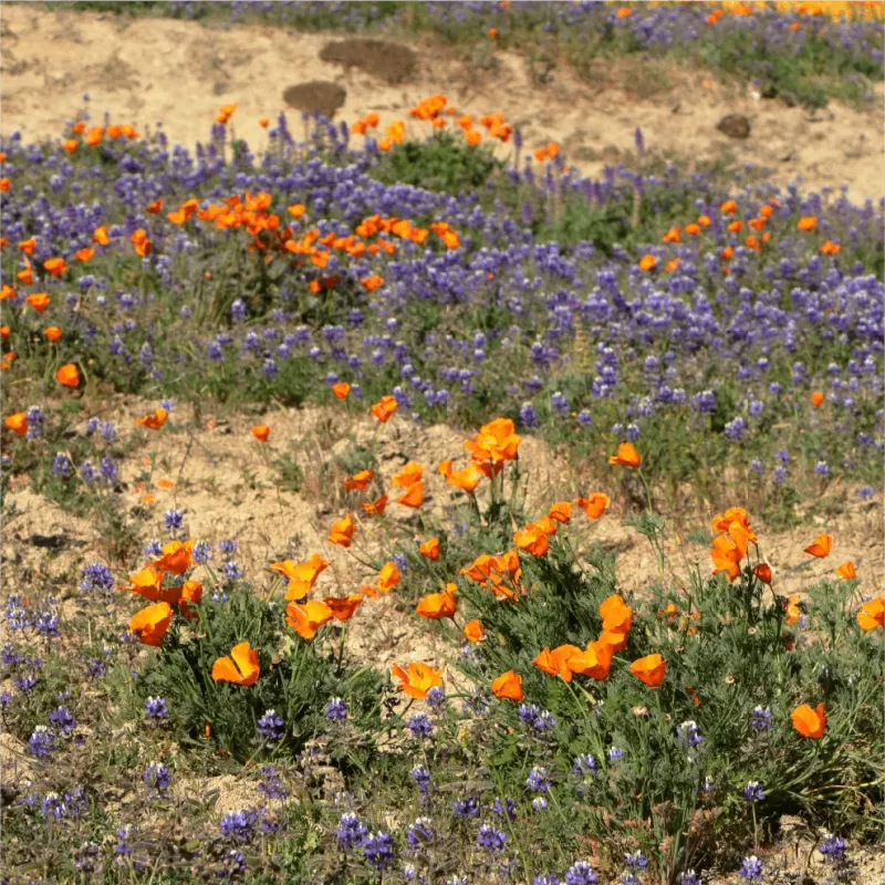 Sierra Foothill Native Nurseries Near Auburn