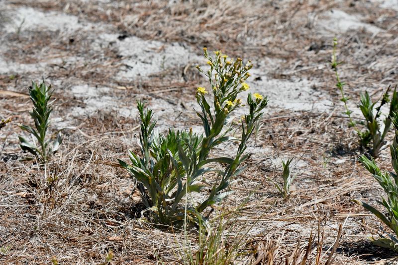 Silkgrass Silkgrass