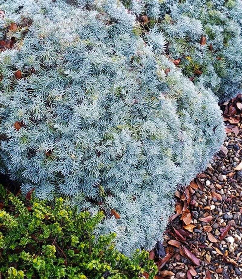 Silver Carpet Dune Sagebrush
