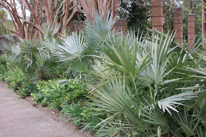 Silver Saw Palmetto Silver Saw Palmetto